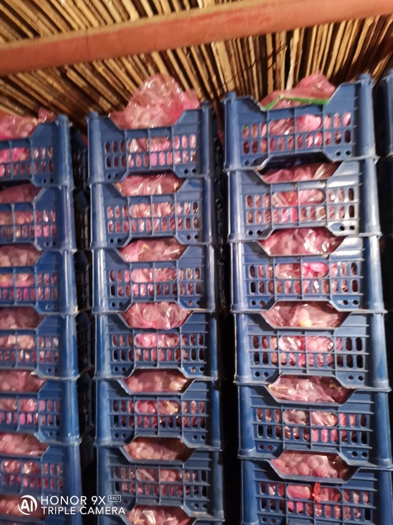 河北龙眼葡萄，基地直供，酿酒鲜食供酒厂果汁饮料厂优选品种