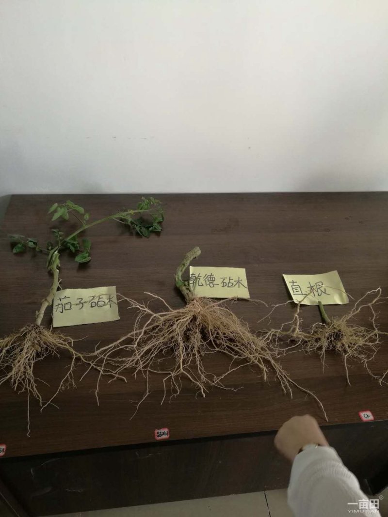 乾德番砧长势强，根系粗壮发达，根部抗病害强，农业部登记