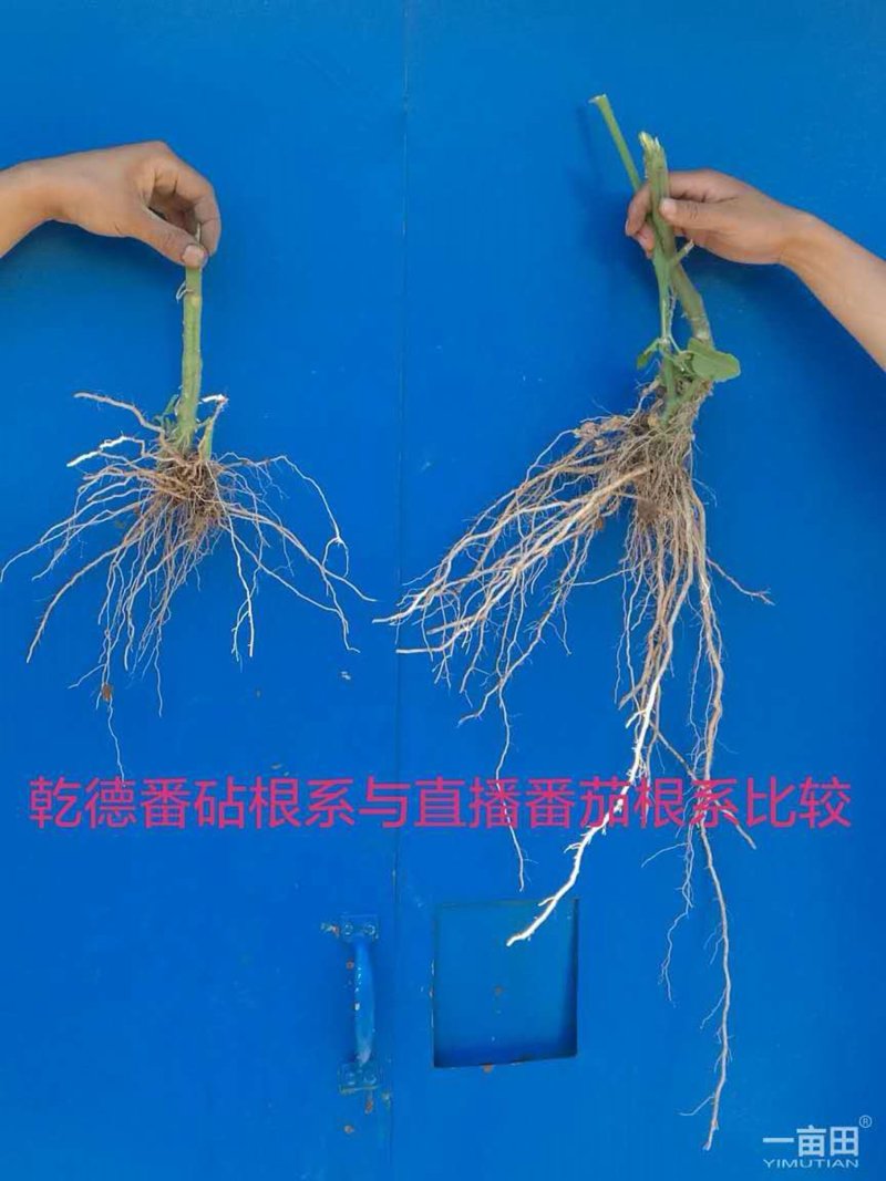 乾德番砧长势强，根系粗壮发达，根部抗病害强，农业部登记