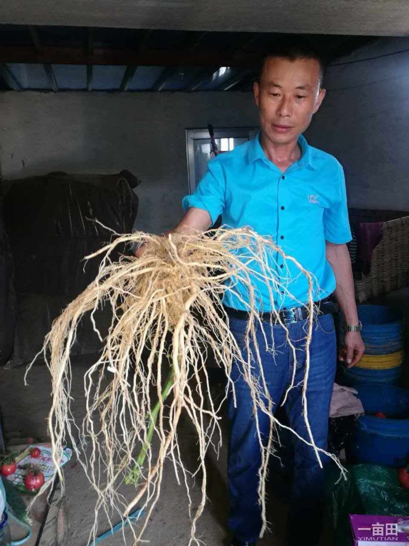 乾德番砧长势强，根系粗壮发达，根部抗病害强，农业部登记