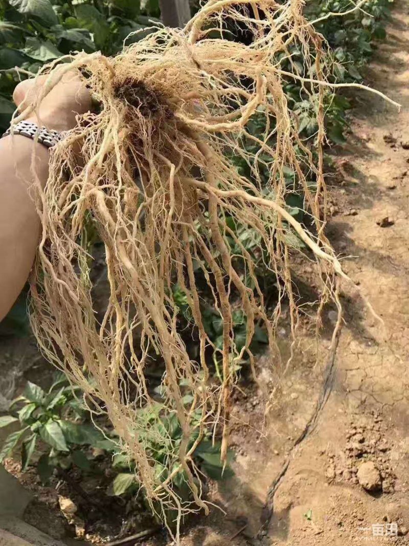 乾德番砧长势强，根系粗壮发达，根部抗病害强，农业部登记