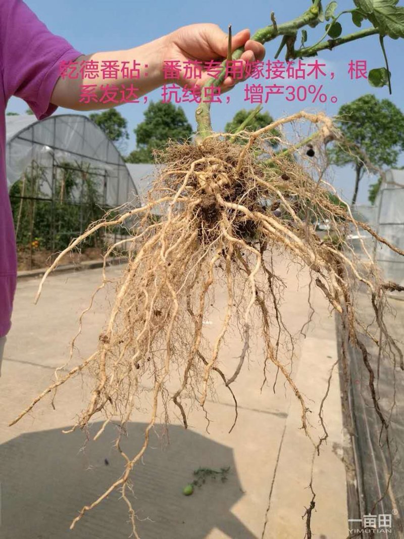 乾德番砧长势强，根系粗壮发达，根部抗病害强，农业部登记