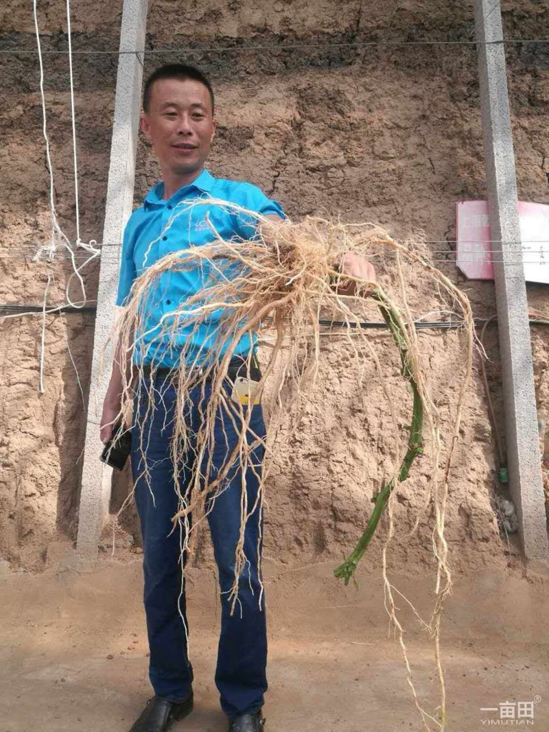 乾德番砧长势强，根系粗壮发达，根部抗病害强，农业部登记