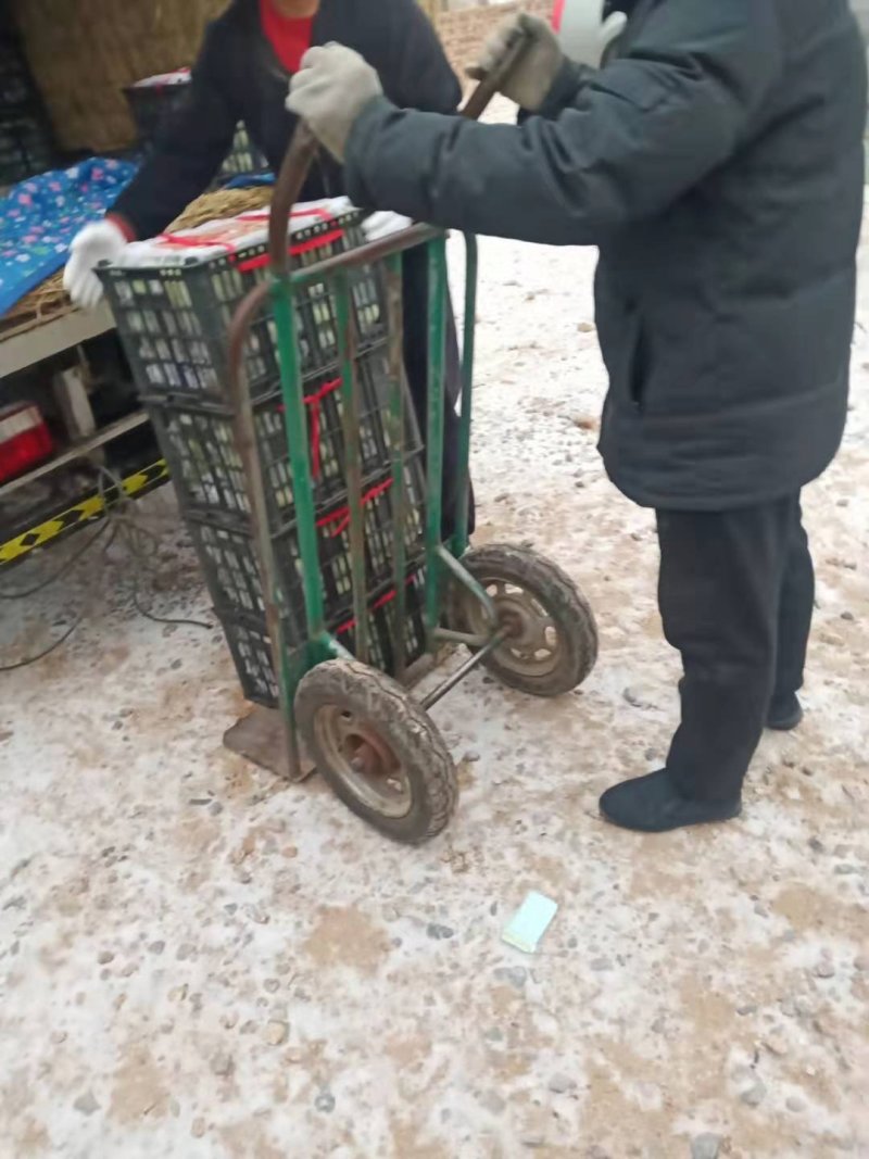 辽宁北镇供应冷库茄梨南国梨