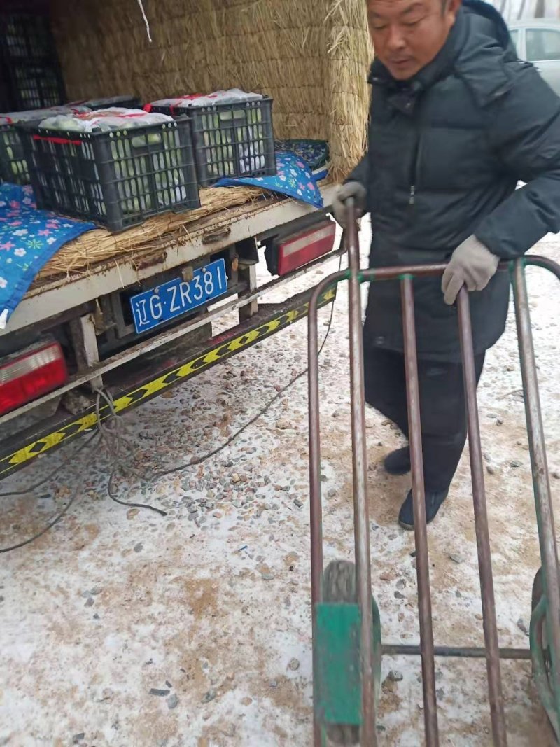 辽宁北镇供应冷库茄梨南国梨