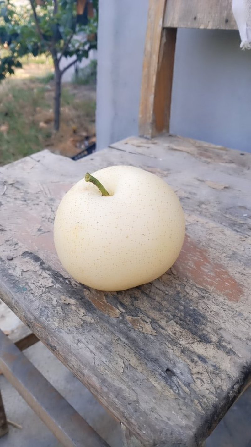 黄金梨