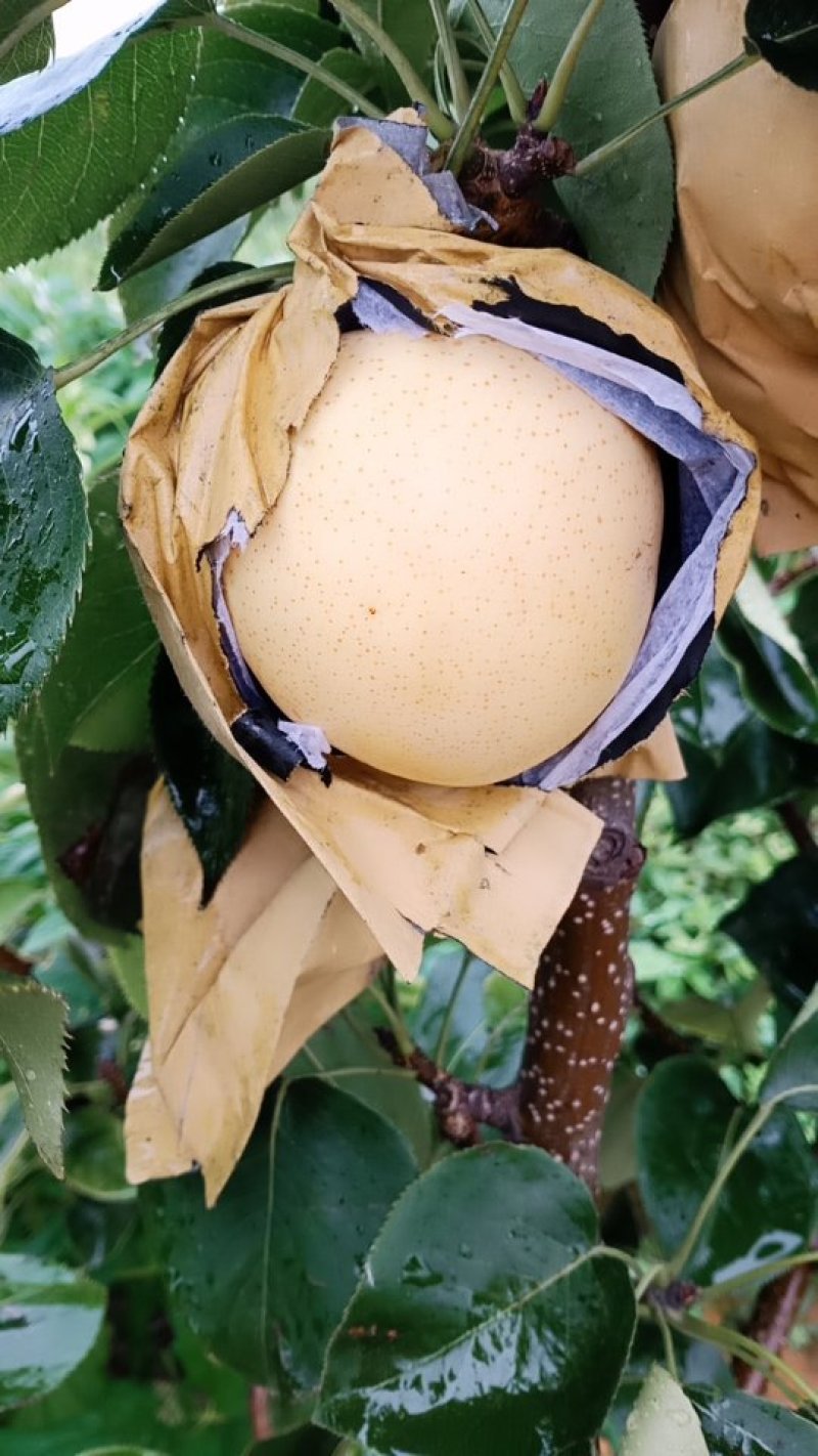 黄金梨