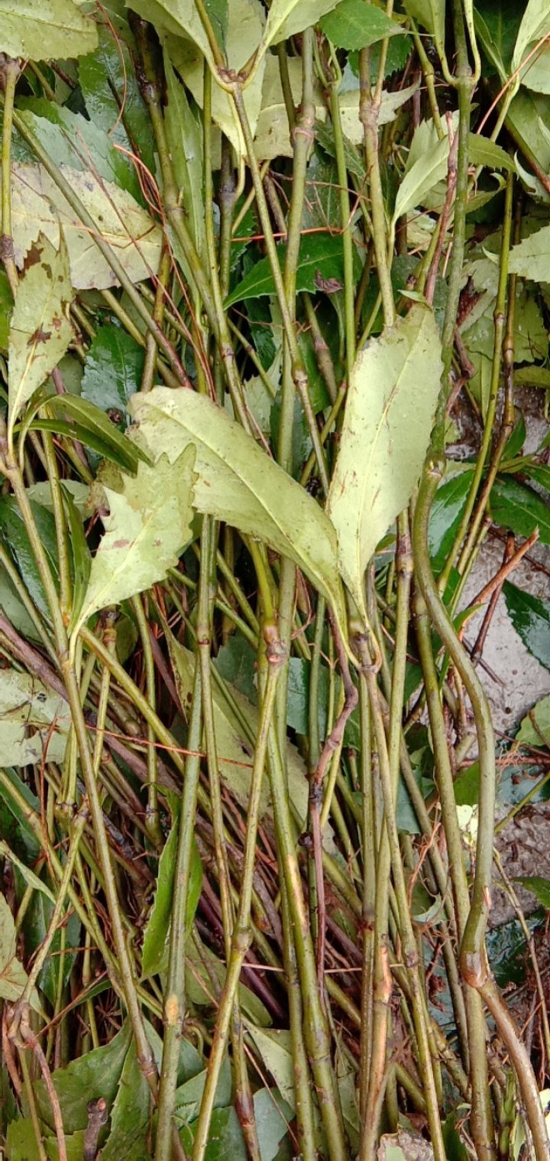 草珊瑚，肿节风野生货