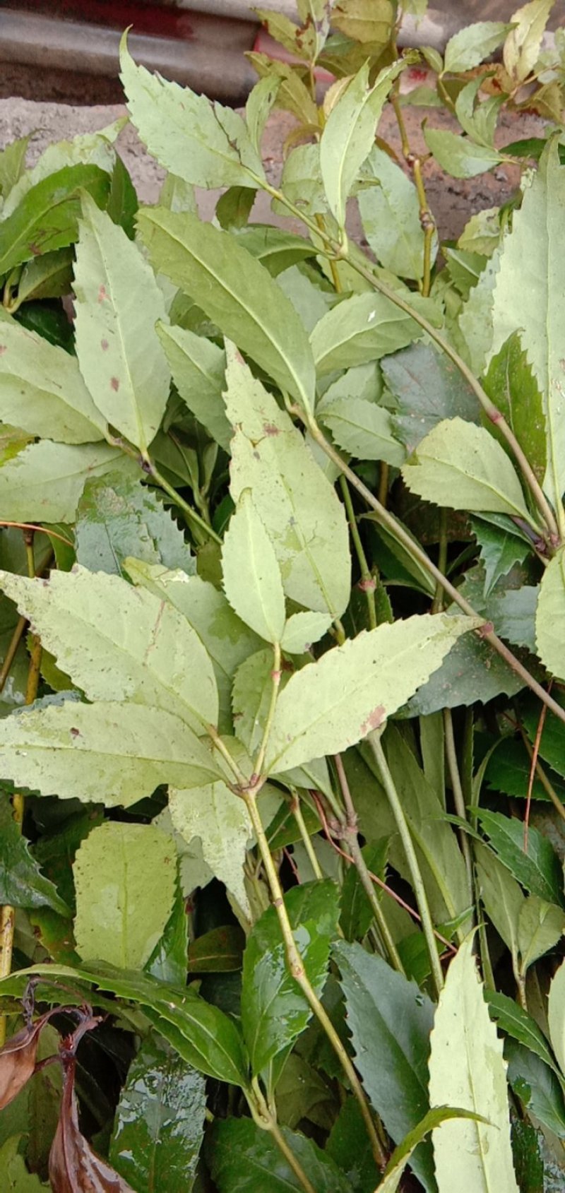 草珊瑚，肿节风野生货