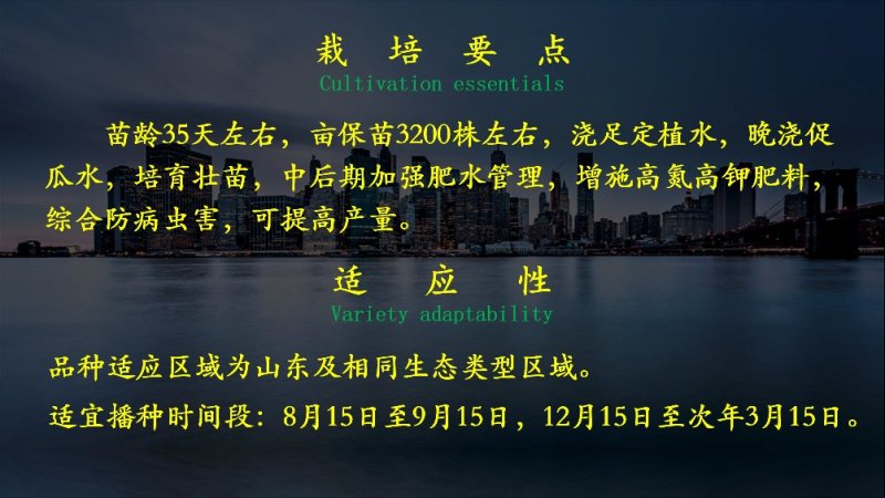 乾德880无刺水果黄瓜种子无限生长型连续结瓜能力强