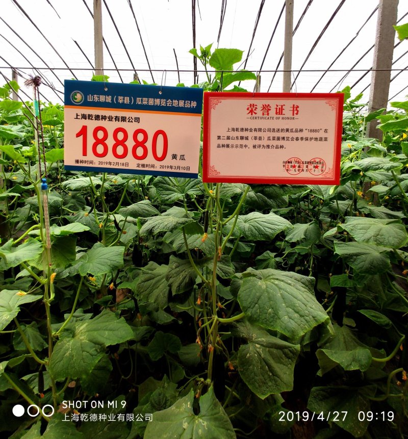 乾德880无刺水果黄瓜种子无限生长型连续结瓜能力强