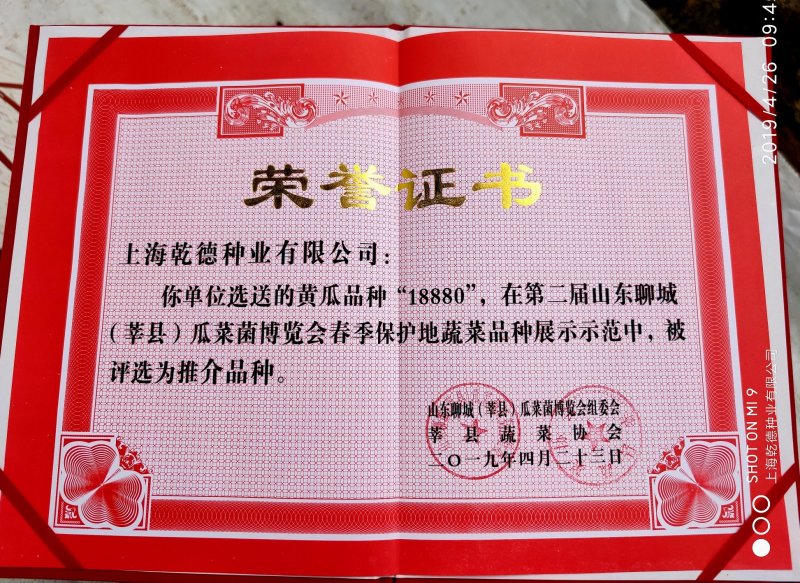 乾德880无刺水果黄瓜种子无限生长型连续结瓜能力强