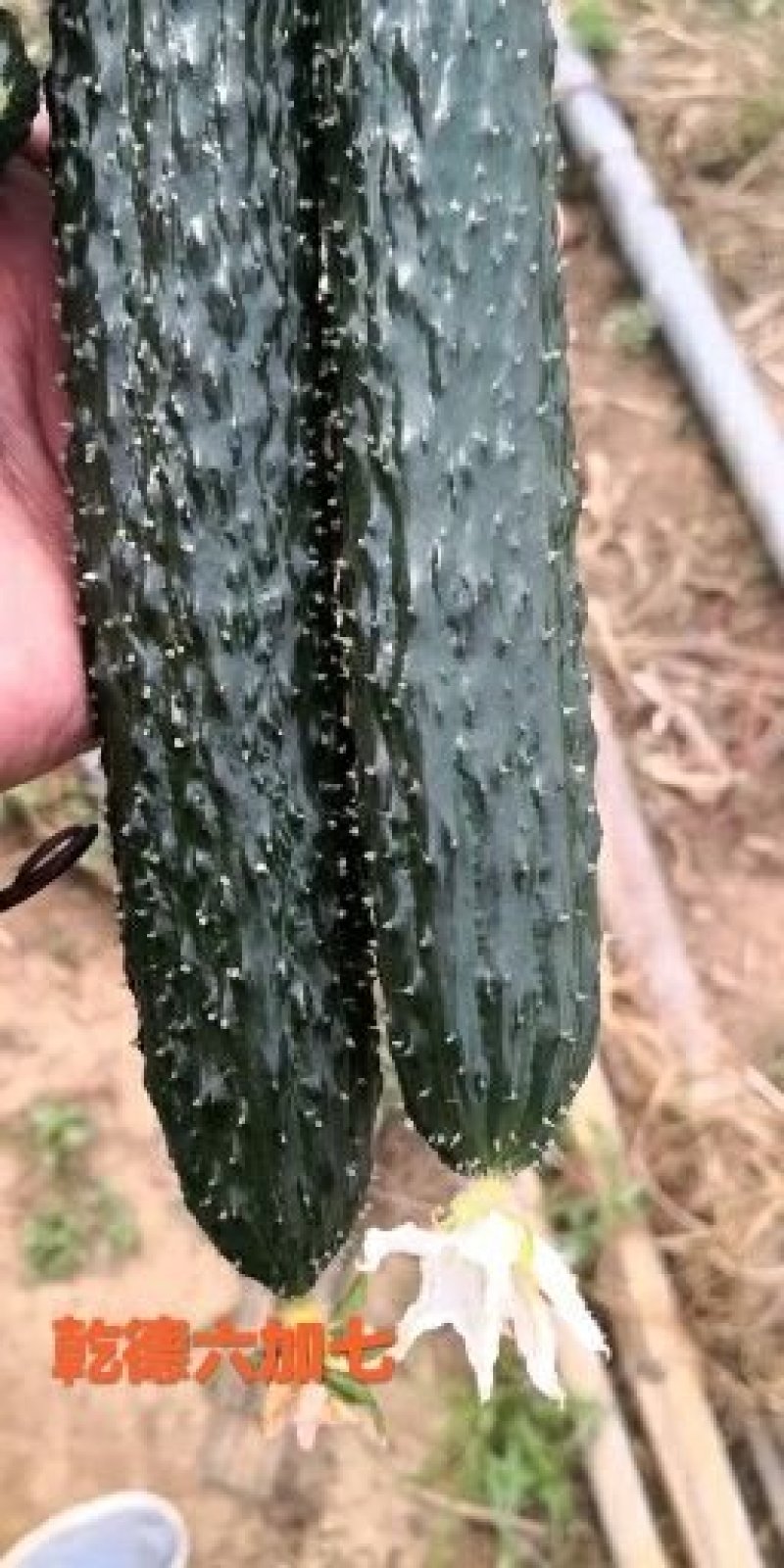 乾德六加七黄瓜种子强雌油亮型华东华北春秋栽培