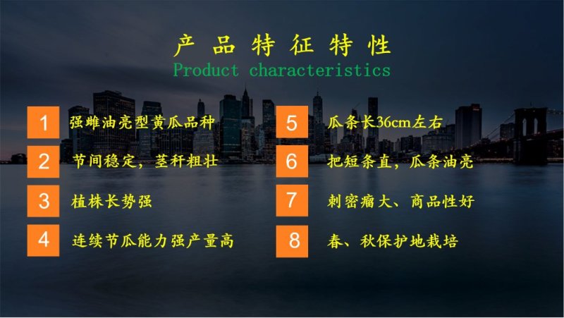 乾德六加七黄瓜种子强雌油亮型华东华北春秋栽培