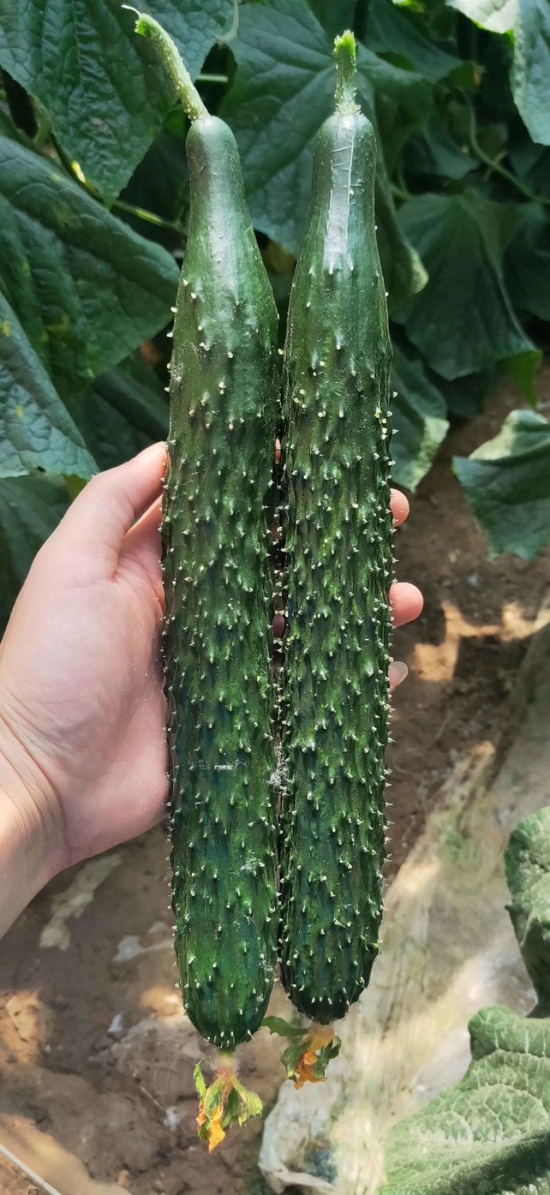 乾德六加七黄瓜种子强雌油亮型华东华北春秋栽培