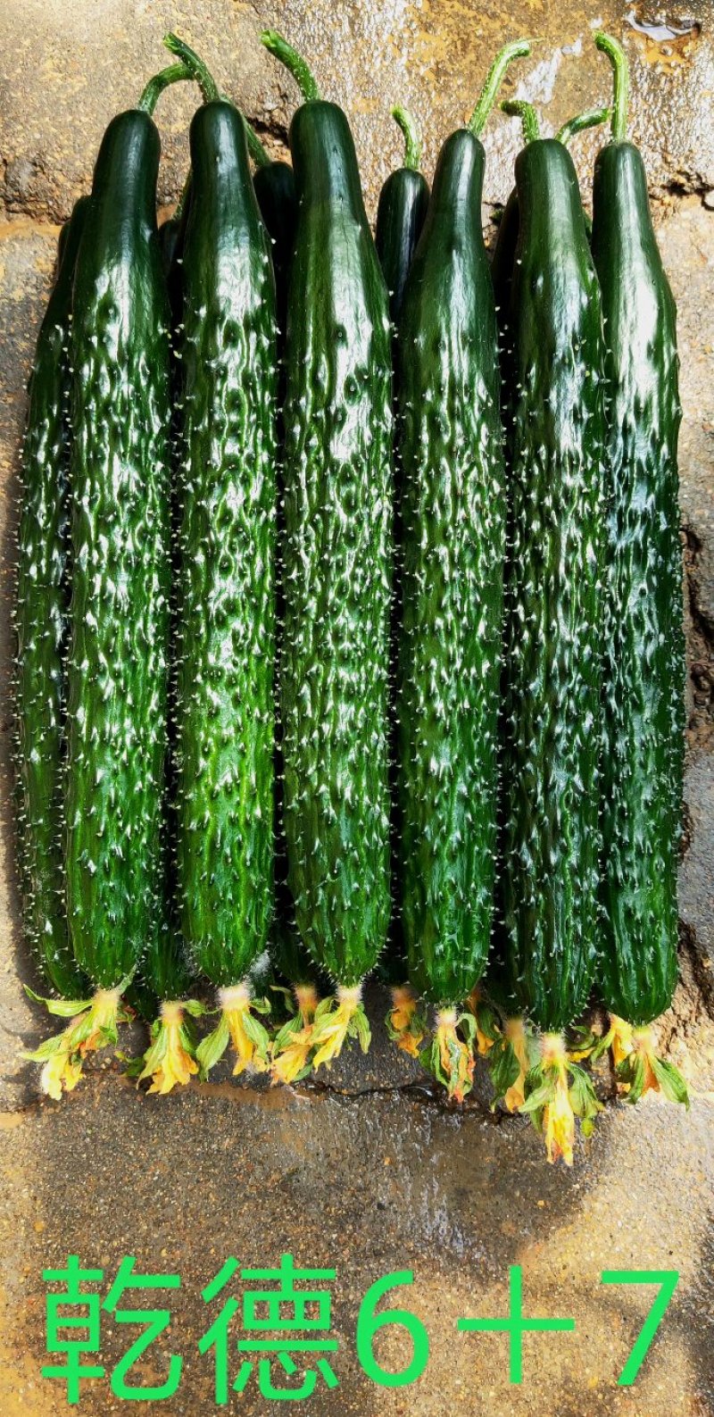 乾德六加七黄瓜种子强雌油亮型华东华北春秋栽培