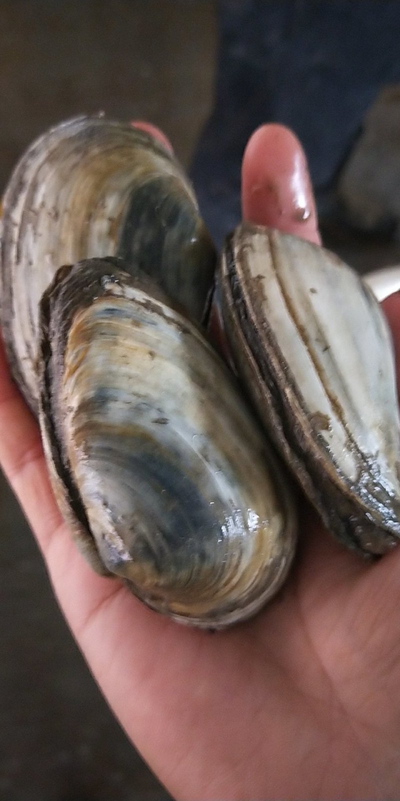 鲜活象拔蚌仔长鼻蚌刺身白棒象鼻