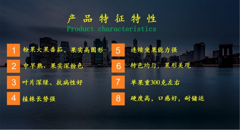 乾德圣旺西红柿种子粉色大果番茄种子转色均匀硬度高