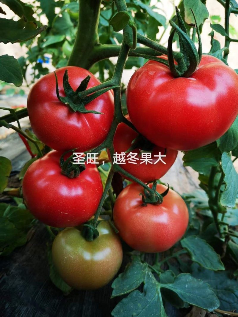 乾德圣旺西红柿种子粉色大果番茄种子转色均匀硬度高