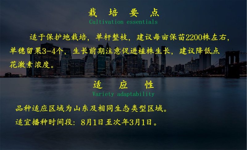 乾德圣旺西红柿种子粉色大果番茄种子转色均匀硬度高