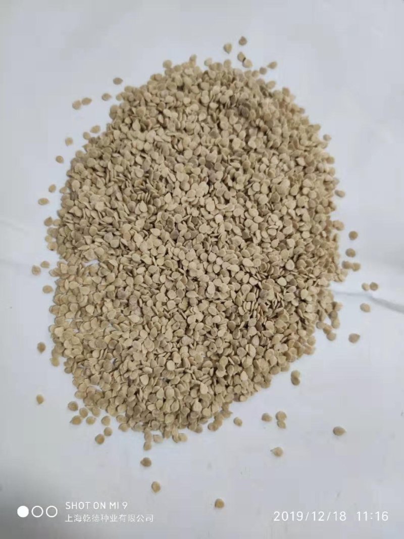 乾德圣旺西红柿种子粉色大果番茄种子转色均匀硬度高