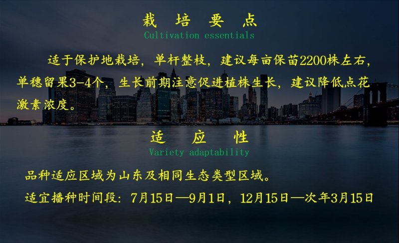 乾德圣美西红柿种子粉果大果番茄种子转色均匀硬度高