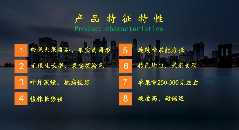 乾德圣美西红柿种子粉果大果番茄种子转色均匀硬度高