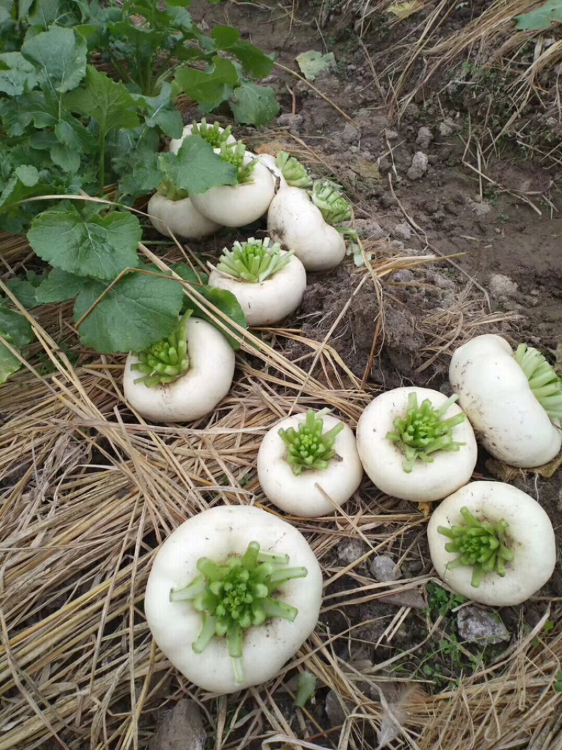 盘菜圆形，油头，扁萝卜，芜菁