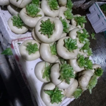 盘菜圆形，油头，扁萝卜，芜菁