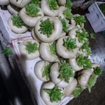 盘菜圆形，油头，扁萝卜，芜菁