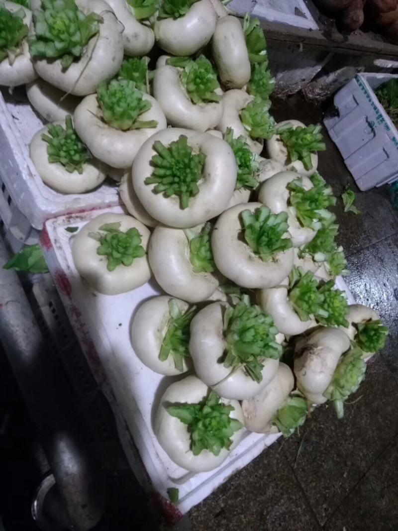 盘菜圆形，油头，扁萝卜，芜菁