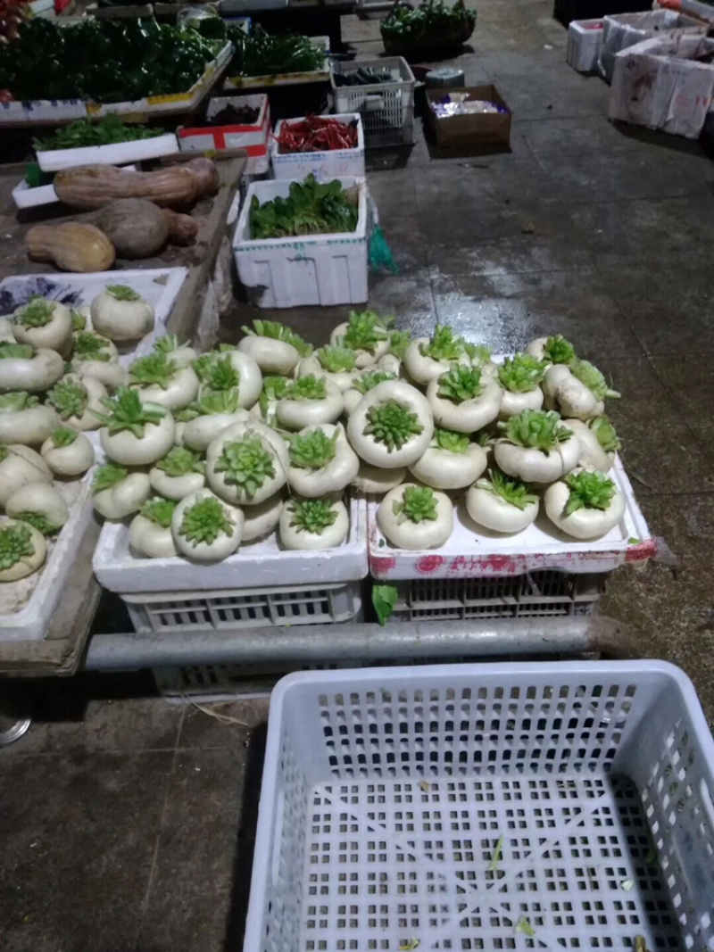 盘菜圆形，油头，扁萝卜，芜菁