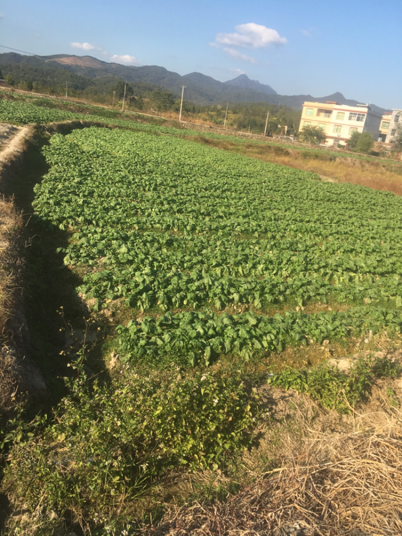 盘菜圆形，油头，扁萝卜，芜菁