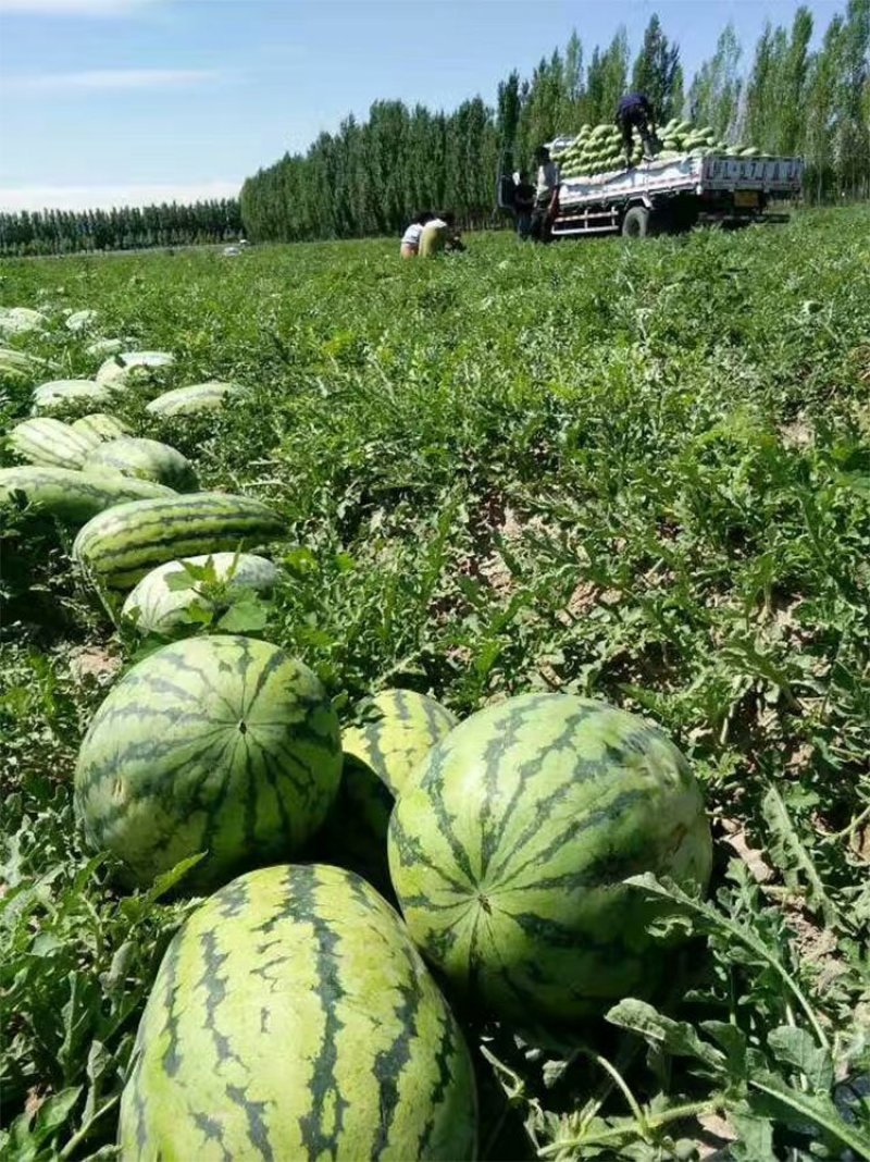 安农二号西瓜种子中熟花皮大红瓤甜脆杂交丰产芽率高100克