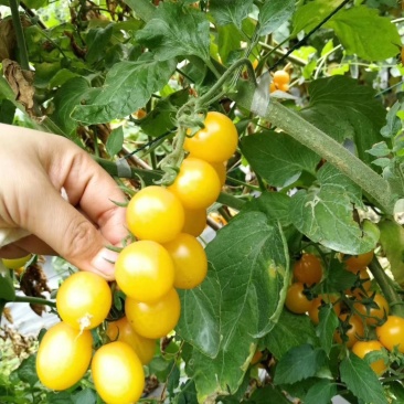 乾德金如意黄色樱桃番茄西红柿种子连续坐果能力强