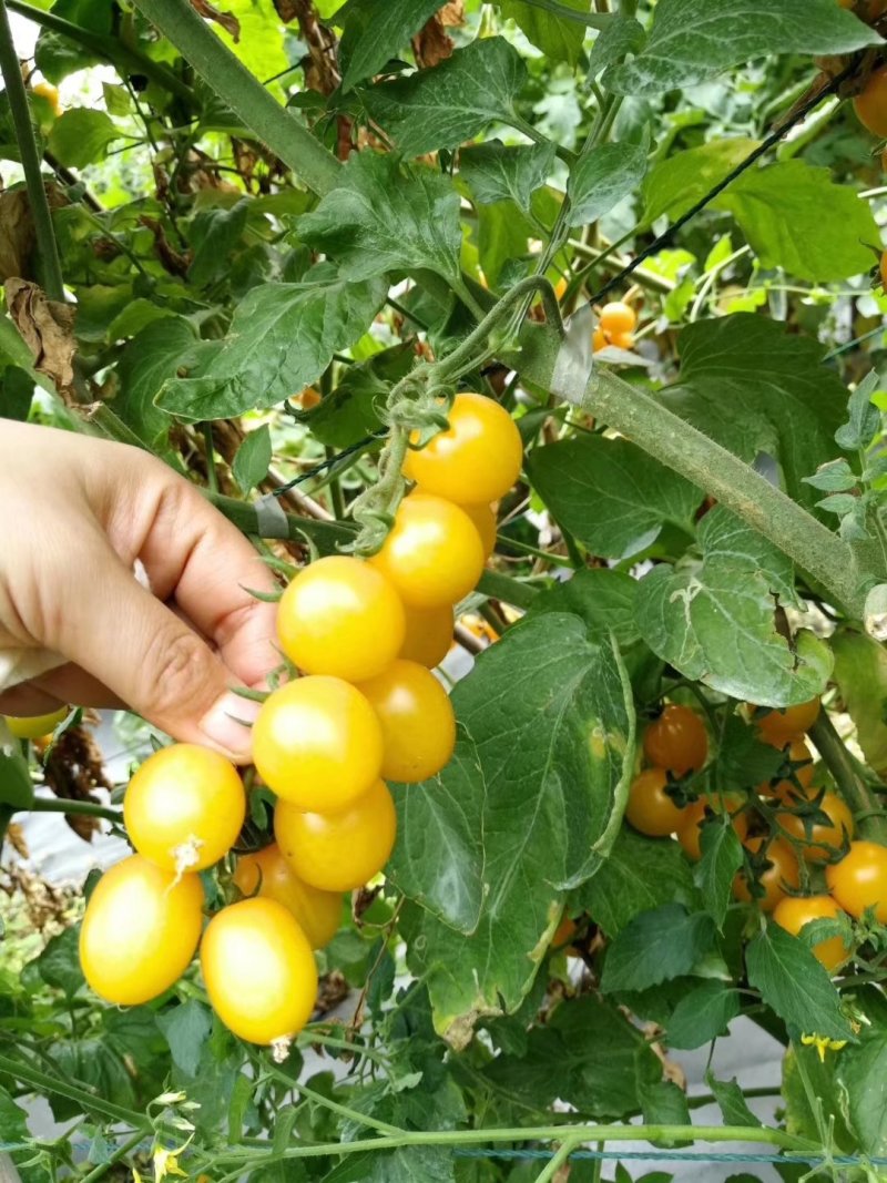 乾德金如意黄色樱桃番茄西红柿种子连续坐果能力强
