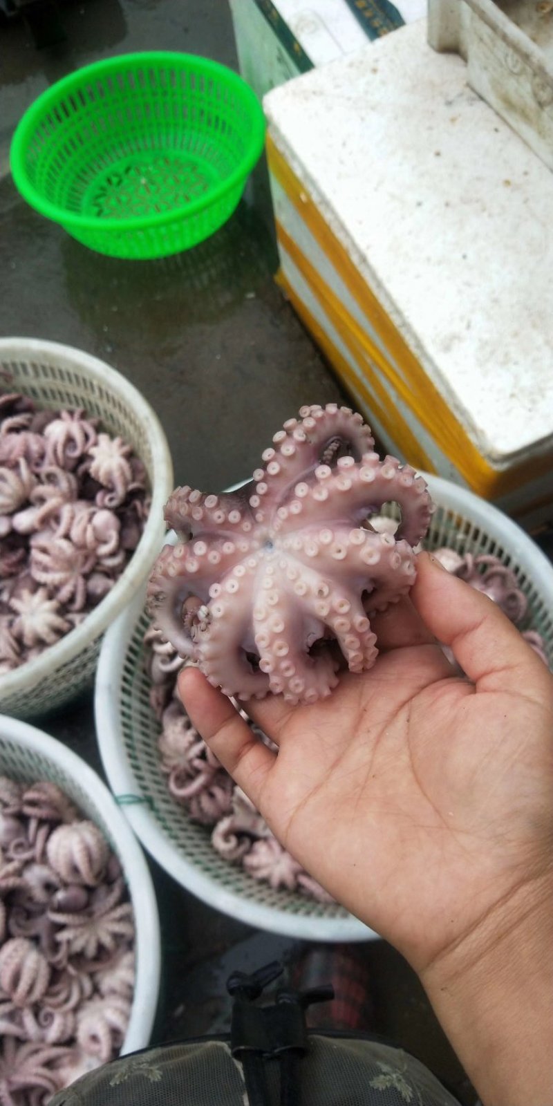 超过水八爪鱼海鲜鲜活水产冷冻小章鱼迷你八抓鱼烫熟