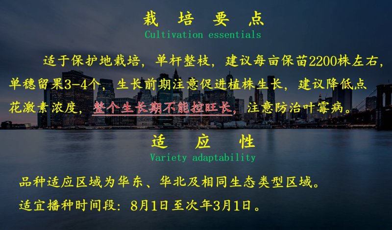 乾德W7早熟，抗线虫、高抗TY粉果番茄西红柿种子