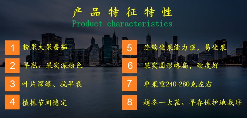 乾德W7早熟，抗线虫、高抗TY粉果番茄西红柿种子