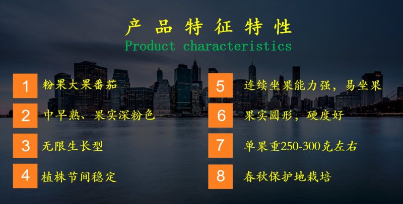乾德W16中早熟，抗TY，粉果大果圆形番茄种子，春秋茬