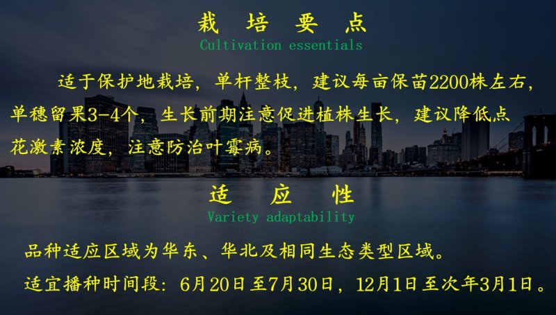 乾德W16中早熟，抗TY，粉果大果圆形番茄种子，春秋茬