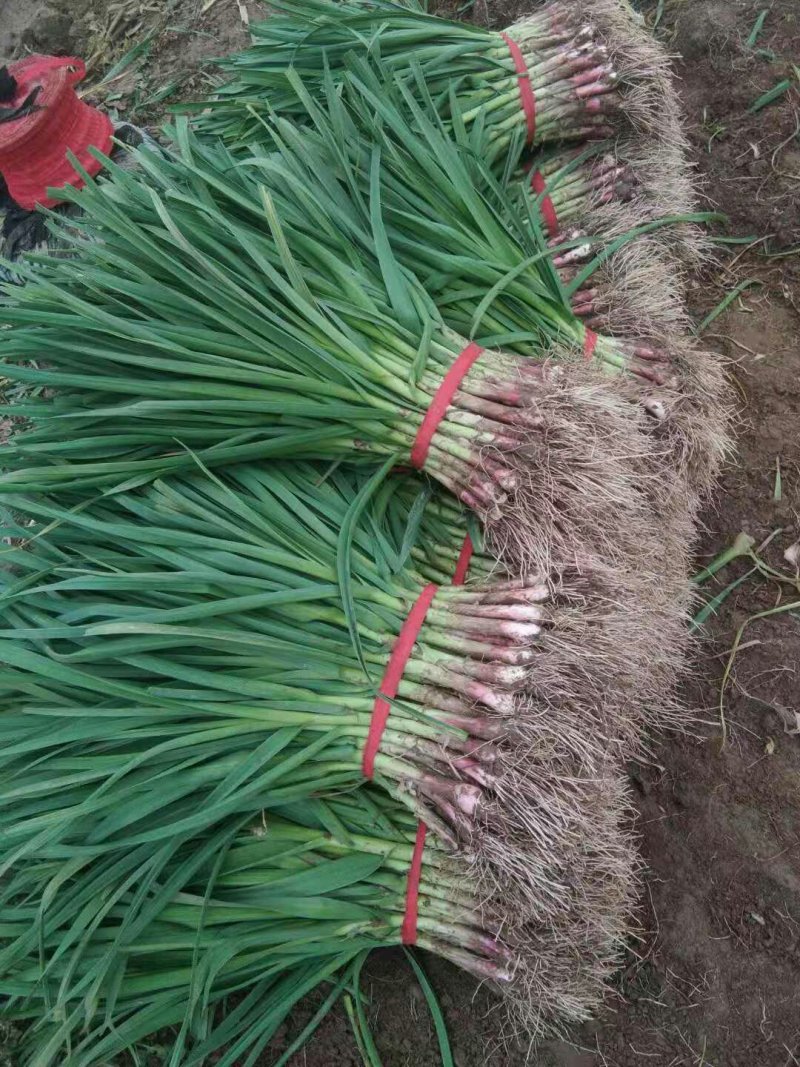 中牟早熟大棚红根精品蒜苗，质量好价格合适，欢迎订购。