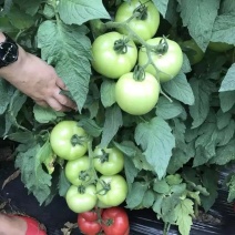 乾德鸿运抗TY中早熟粉果番茄西红柿种子早春秋延越冬栽培