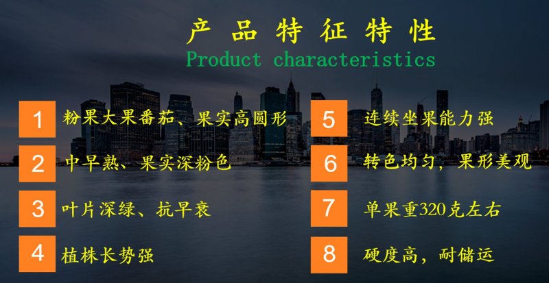 乾德鸿运抗TY中早熟粉果番茄西红柿种子早春秋延越冬栽培