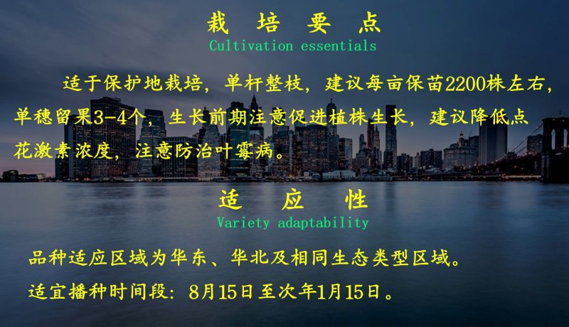 乾德鸿运抗TY中早熟粉果番茄西红柿种子早春秋延越冬栽培