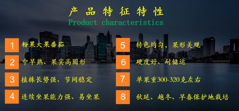 乾德W17高产，抗TY，粉果大果番茄种子，长势强，果型好