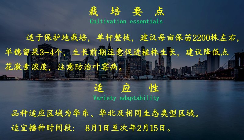 乾德W17高产，抗TY，粉果大果番茄种子，长势强，果型好