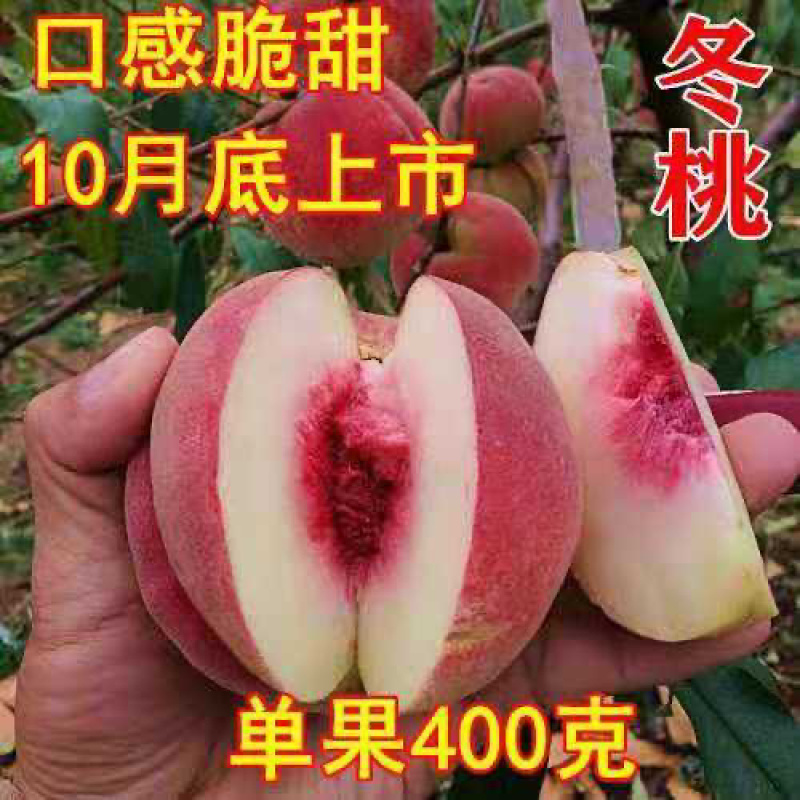 优质沂蒙霜红桃树苗，黄金油蟠桃苗黄金冠品种齐全放心苗