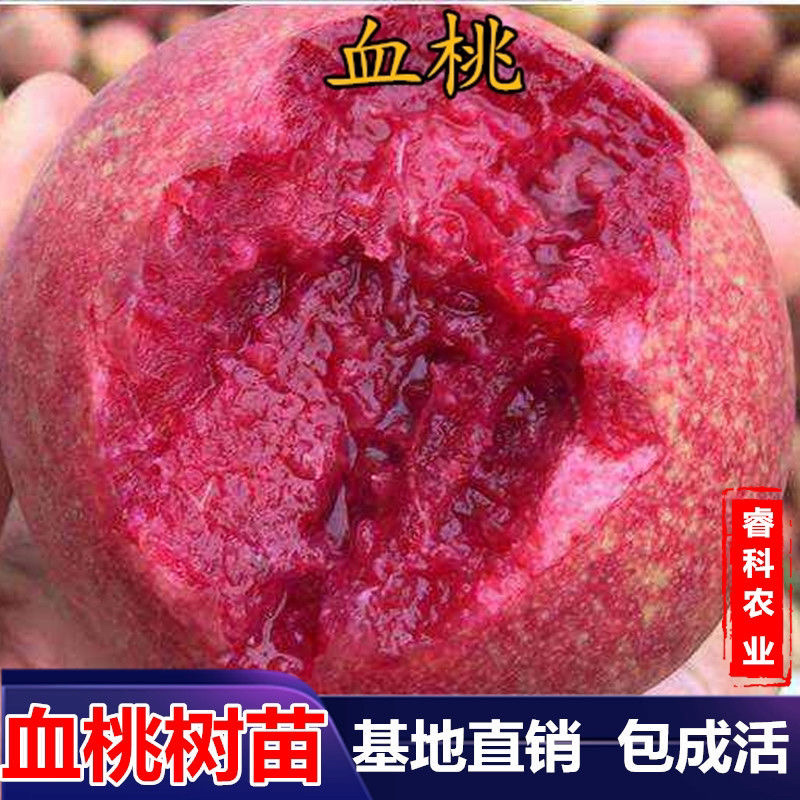 优质沂蒙霜红桃树苗，黄金油蟠桃苗黄金冠品种齐全放心苗