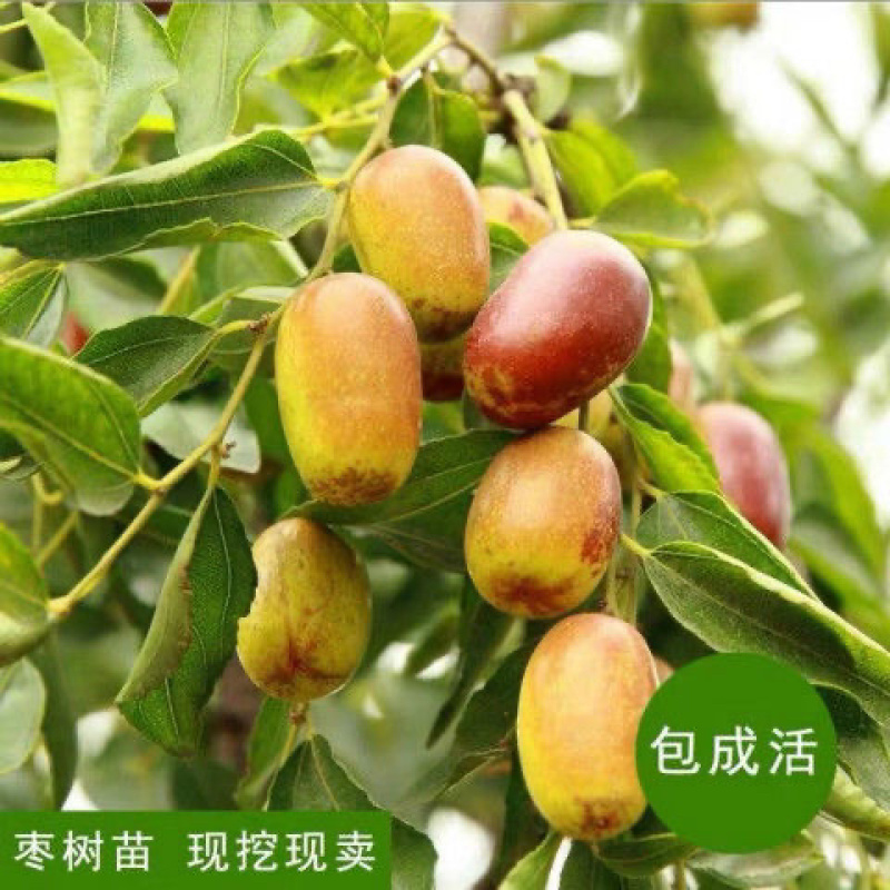 优质龙须枣树苗基地直发包成活品种量大从优只卖放心苗